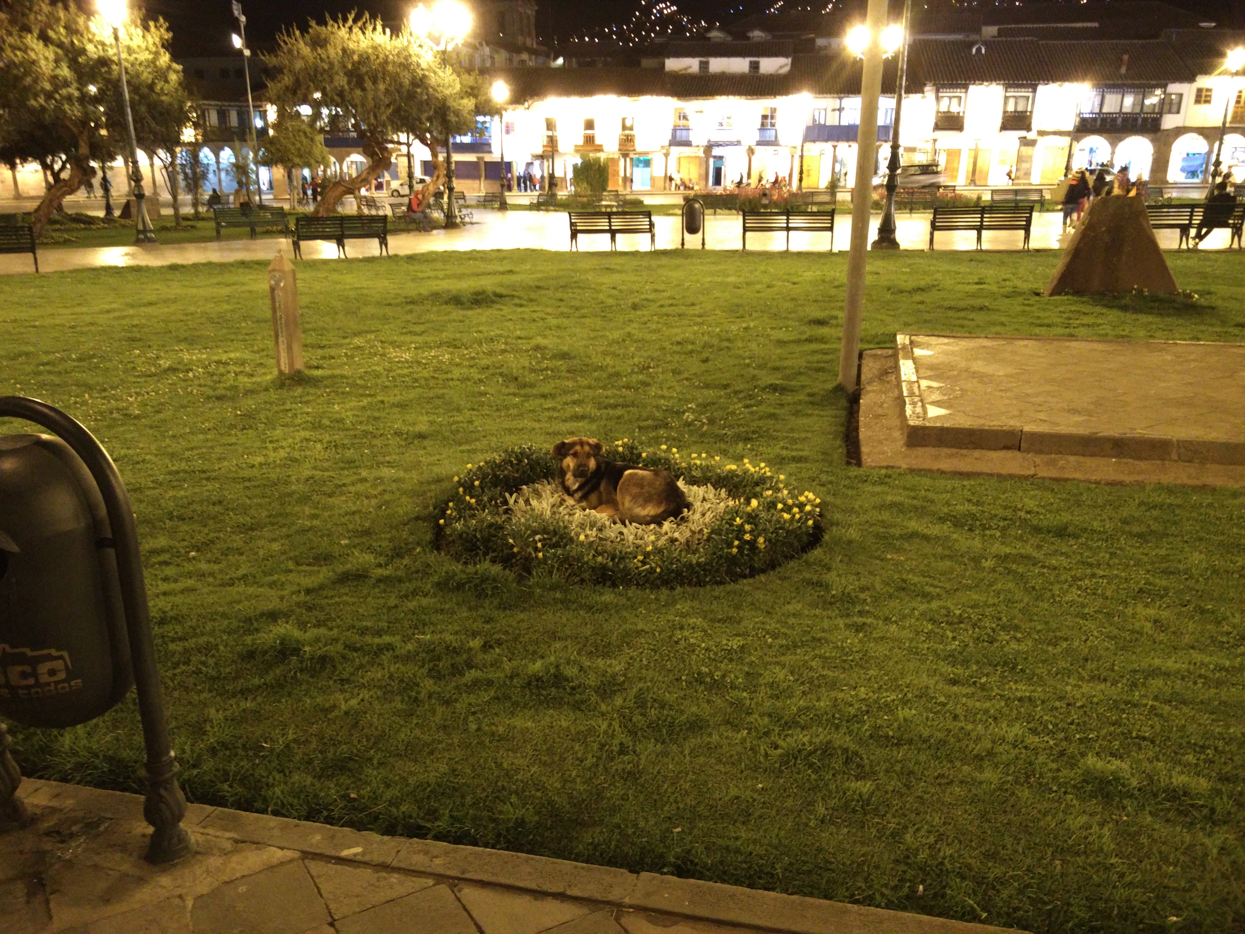 144_dog_in_flowerbed