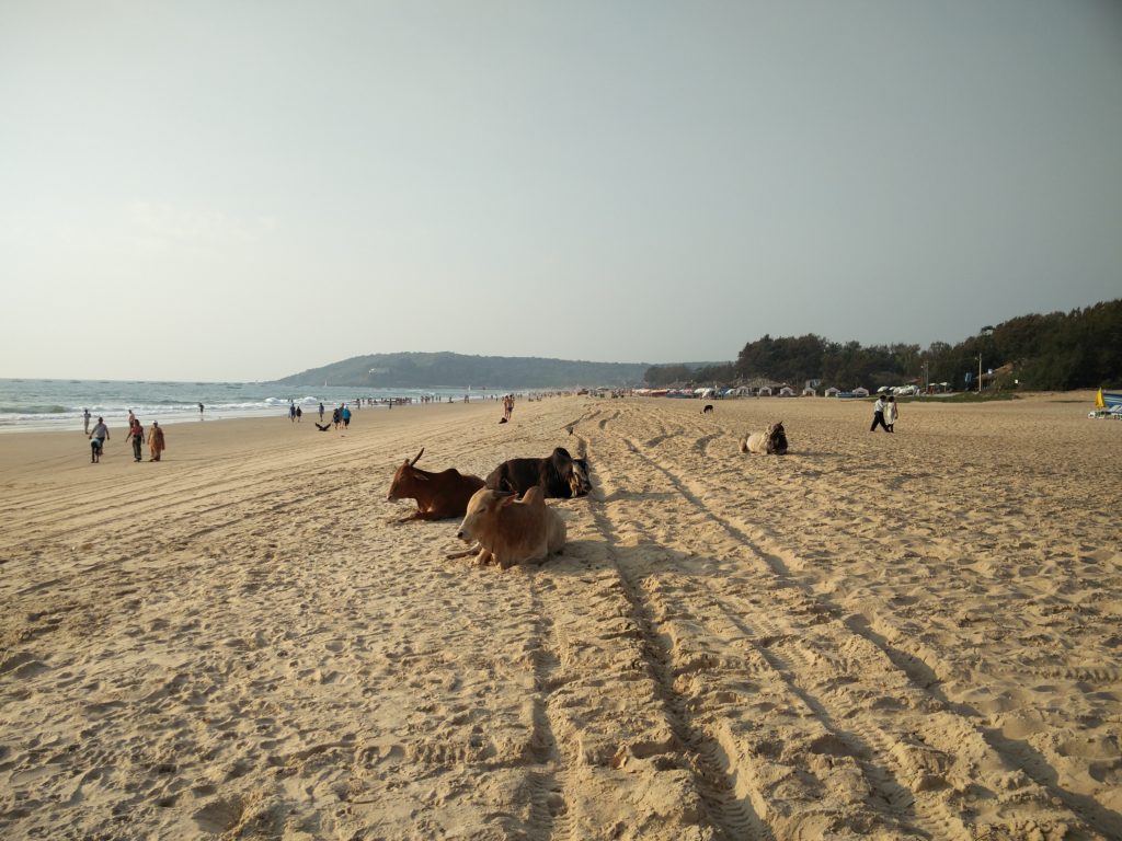70_beach_cows