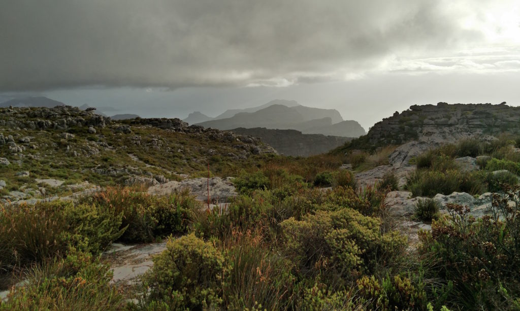 IMG_20160214_182935-Fynbos2 cropped