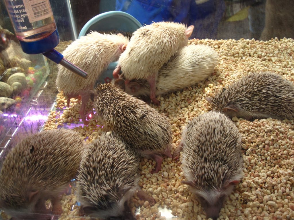 15_hedgehogs