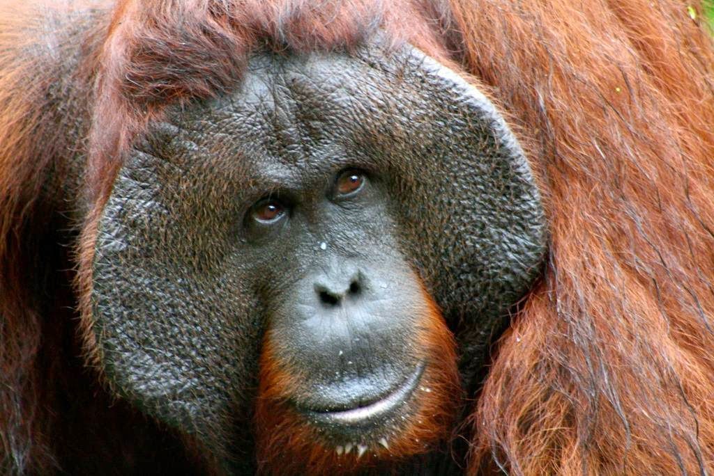 orangutan-flange-flanged-male-11-arkinspace
