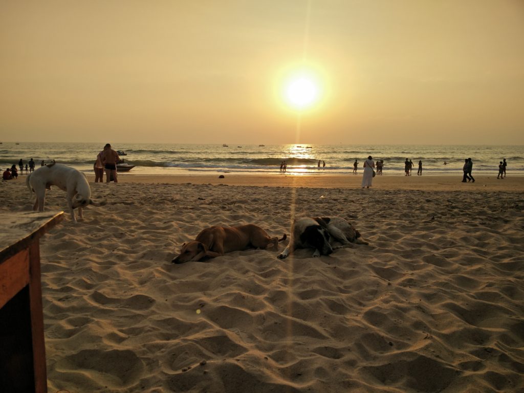 72_beach_dogs_sunset