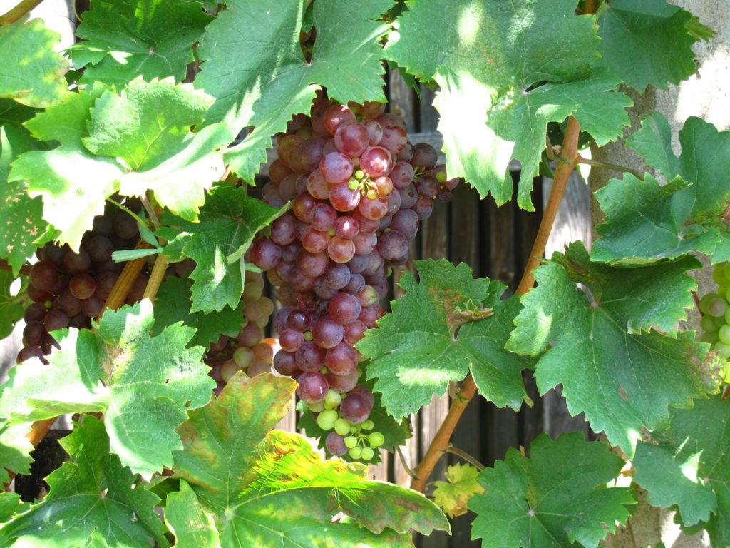 img_9295_vp-grapes